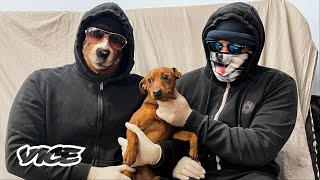 The Gangs That Steal Your Puppies | Crimewave