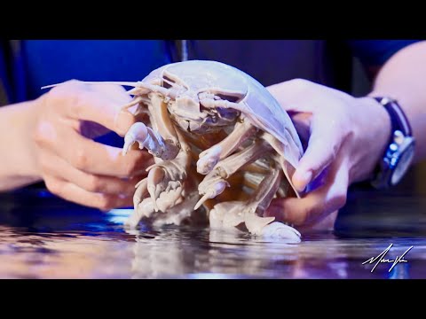 Video: Giant isopod: description, lifestyle
