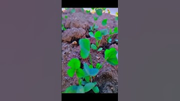 #खेती#भारतीयकिसान#किसान#खेतीबाड़ी#ग्रामजीवन#किसानजीवन#देसीकिसान#जयकिसान#ग्रामीणजीवन#खेतमैं #नया