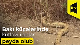 Bakı Küçələrində Kütləvi Ilanlar Peyda Olub