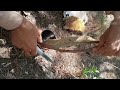 Asal Shehad Gabeen Bageen Honey Video Best Asal Shehad Gabeen Bageen Honey Video Best