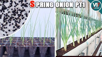 How to Grow Spring Onions in PVC Pipe from Seed to Harvest - Part 1
