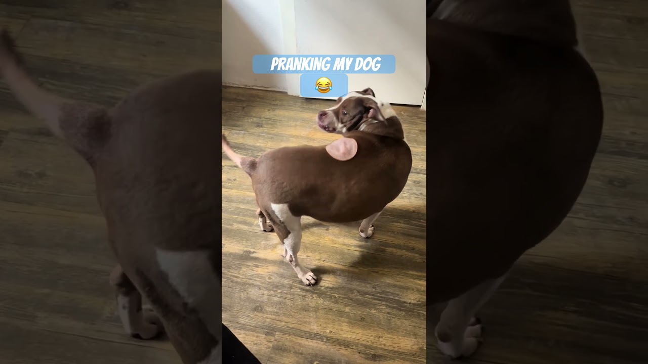 #dogprankvideo