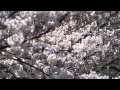 松林中学校・桜2015
