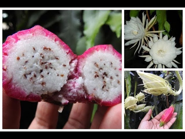 👉 FRUTO DA RAINHA DA NOITE (Epiphyllum Oxipetalum) 🌺🦋🍁 - thptnganamst.edu.vn