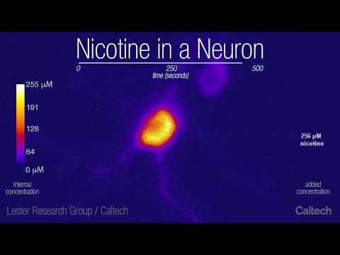 This is a Neuron on Nicotine (Lester Group / Caltech)