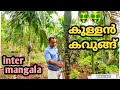 കുള്ളൻ കവുങ്ങ് !!!!  നിങ്ങൾ അറിയേണ്ടതെല്ലാം... "INTER-MANGALA" detailed video.. 🤑🤑