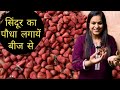 सिंदूर को बीज से कैसे लगायें How to grow Sindoor plant from seeds मेरे बगीचे में लगा सिंदूर का पौधा