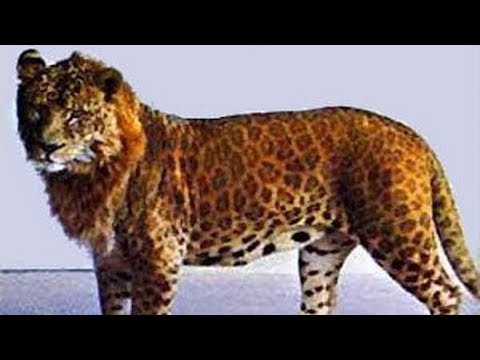7 of the World's Most Dangerous Hybrid Animals - 7 of the World's Most Dangerous Hybrid Animals