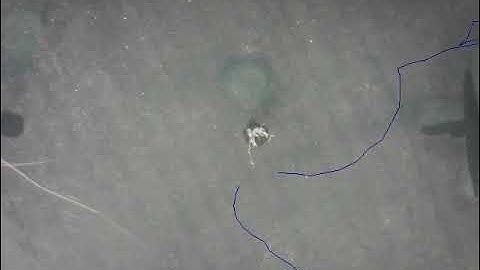 C. elegans nematode chemotaxis 1: Linear CHEMICAL gradient