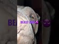Beast dog in your facebeastdogsharpeipinkzeshorts