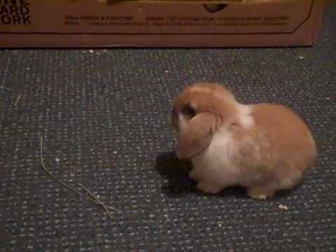 holland lop rex mix