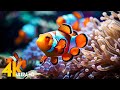 Aquarium 4k ultra  beautiful coral reef fish  relaxing sleep meditation music 99