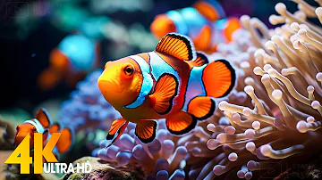 Aquarium 4K VIDEO (ULTRA HD) 🐠 Beautiful Coral Reef Fish - Relaxing Sleep Meditation Music #99