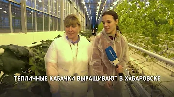 Хабаровские кабачки в японских теплицах