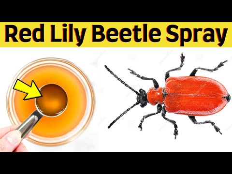 Video: How To Get Rid Of Red Beetles On Lilies