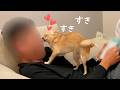 パパのことが好きすぎて愛を止められないチワワ