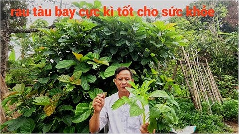 rau tàu bay và 8 công dụng bất ngờ ít người biết ( trị bướu cổ rất hay )