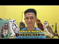 JENIS DAN HARGA BURUNG HANTU