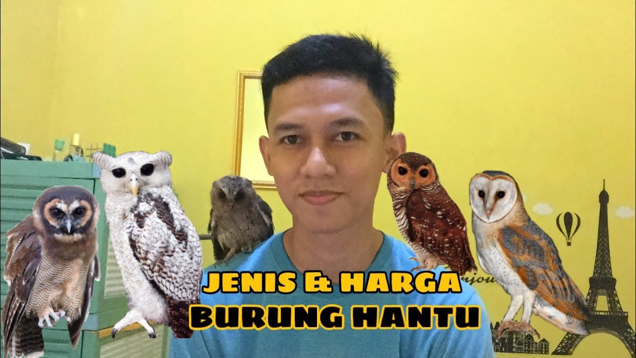 JENIS DAN HARGA BURUNG HANTU - YouTube