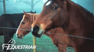 Your horses are waiting for you - The Equestrian App screenshot 3