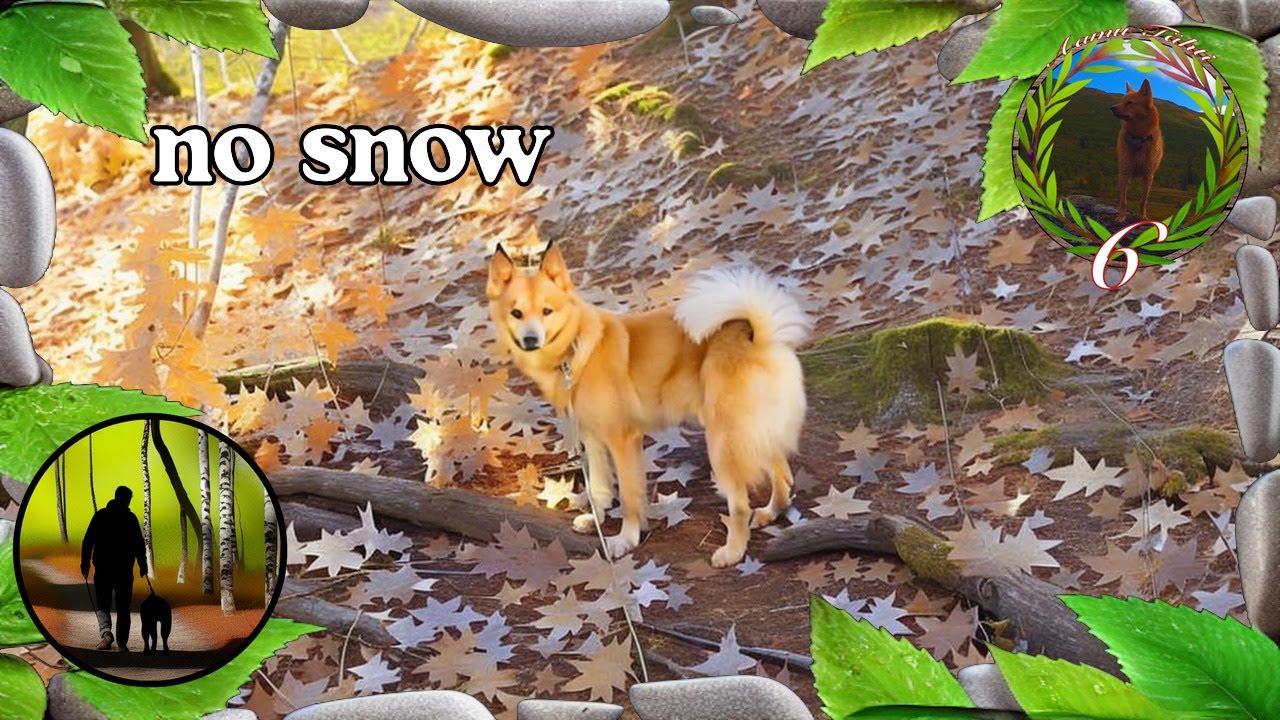 Finnish Spitz Marks and Protects