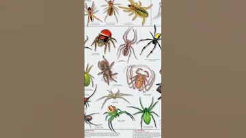 Viral Spidersoftheworld Spiderseason Insects Gagamba Damang Highlights 