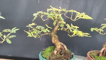 Đã bán Cây trinh nữ. Cây hoa rất đẹp nha cả nhà. Lhe 0943133327