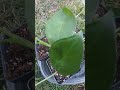 Alocasia tarro giant elephant ears plants from seeds parte 1