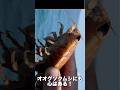 オオグソクムシの心…!?