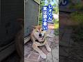 レオくん予防接種ダメだって💧 #柴犬 #柴犬さん #柴犬レオ #柴犬のいる暮らし