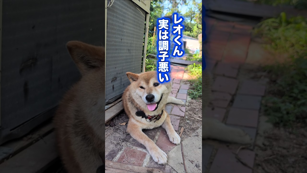 レオくん予防接種ダメだって💧 #柴犬 #柴犬さん #柴犬レオ #柴犬のいる暮らし