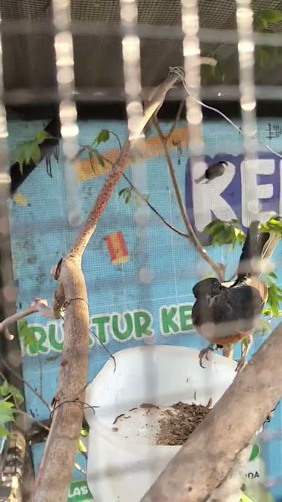 suara burung #aviaryburungkecil #aviarymini #aviarydepanrumah #suaraburung #kicaumania