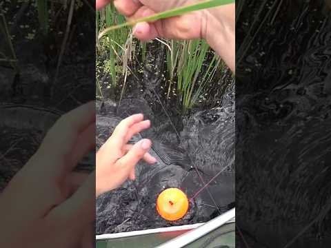 ДА ЗДЕСЬ ПРОСТО ЩУЧИЙ РАЙ..))#кружки #fishing #щука #рыбалканаозере