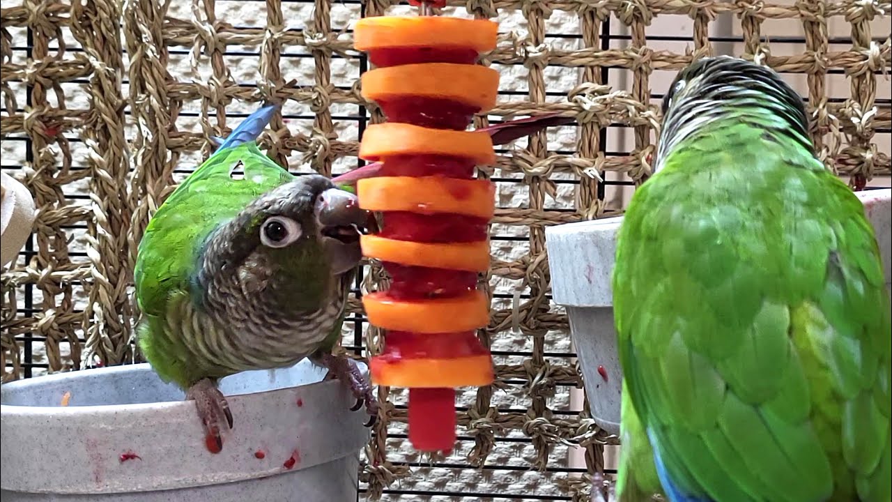 7 hours of relaxing conure parakeet sounds