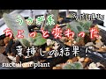 【多肉植物】モケモケの葉っぱうさぎシリーズの葉挿しの経過です