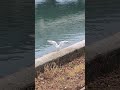 2025年5月10日 浜名湖の天使たち~ my oh my #seagulls #birds #大天使