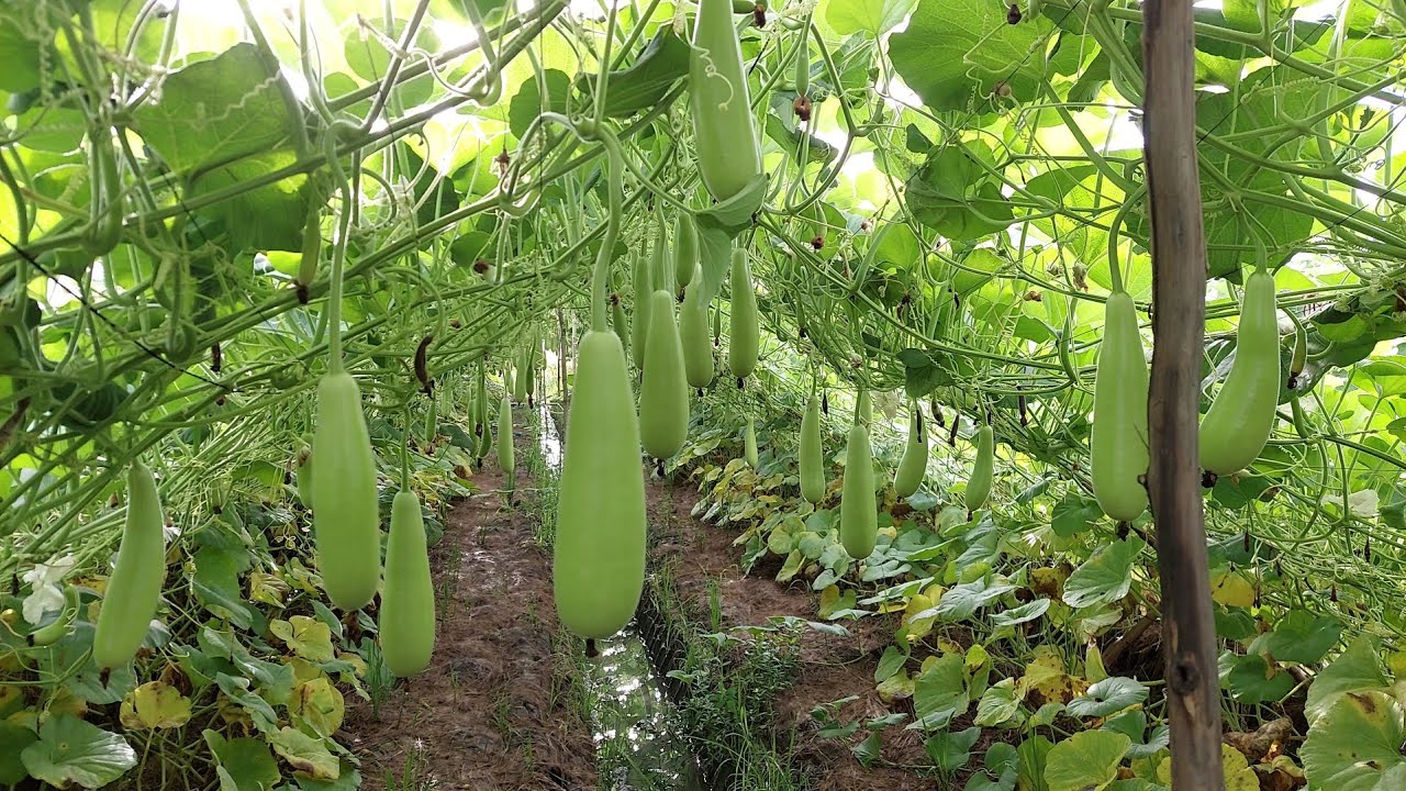 Mô hình trồng Bầu thu nhập cao 1 vụ 100 triệu/ 2 công.