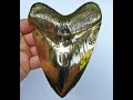 Megalodon Shark tooth turned to Bronze! #shorts