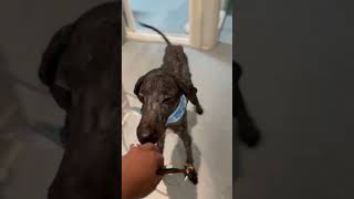 Bone-Thin Poodles Shrouded In Matting, Their Hardened Fur Hiding Their Starvation [STORY BELOW]