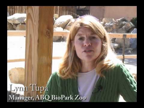 Video: Visita lo zoo ABQ BioPark di Albuquerque