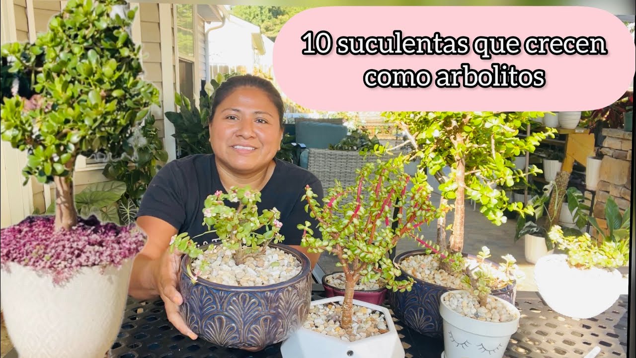 10 SUCULENTAS QUE CRECEN COMO ARBOLITOS Crassula jade y la abundancia