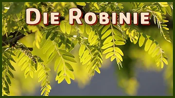 Wo findet man Robinien?