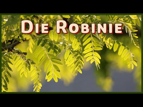 Video: Ist Robinie gutes Brennholz?