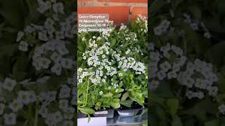 #рассада #питер #санктпетербург #цветы #цветыоптом #зеленыйопт