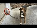 GOD sent you a silly dog - Funniest dog 2024 | Pets Island