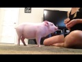 Mini Pig Tricks