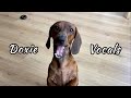 Mini Dachshund Vocals So Much More Than Just Barking Mini Dachshund Vocals So Much More Than Just Barking