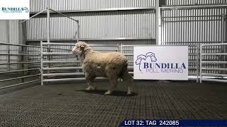 Lot 32 - Bundilla Poll Merino Ram Sale 2025
