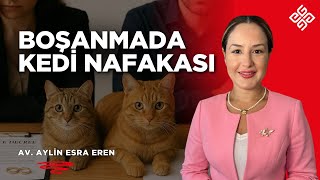 Kedi̇ Nafakasi Evcil Hayvanlar Artık Ortak Çocuk Mu? Yargıtaydan Emsal Karar